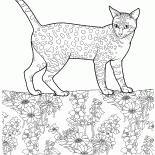 Mau égyptien