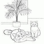 Chat birman