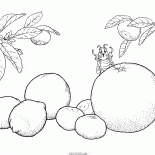 Agrumes