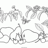 Poires et cerises