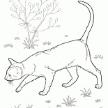 American Shorthair