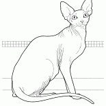 Sphynx canadienne