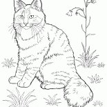 Chat des Forêts Norvégiennes