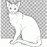 Chat siamois