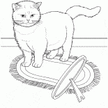 Chat Exotique