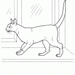 Chat siamois