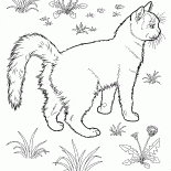 Van turc