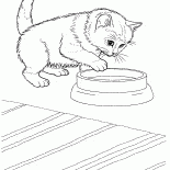 Javanaise chat