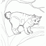 Bobtail japonais