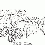 Framboises