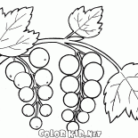 Groseille