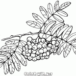 Brosse Rowan