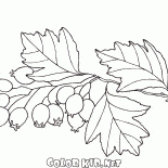 Aubépine