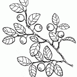 Myrtilles