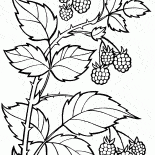 Une branche de framboises
