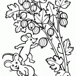 Groseille à maquereau