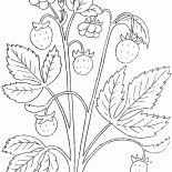 fraise