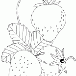 Fraises