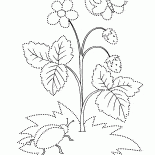 Fraise sauvage