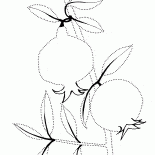 Pomegranate branche