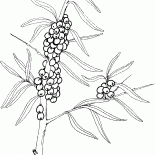 Argousier