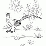 Faisan