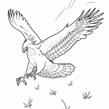 Aigle