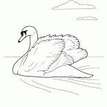 Cygne