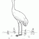Grue