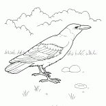 Corbeau