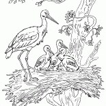 Les cigognes et les poussins