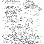 Cygnes sur le lac