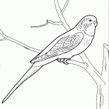 Parrot causeur