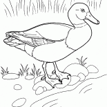 Canard