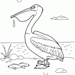 Pelican