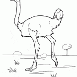 Autruche