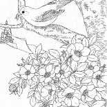Chardonneret Orient