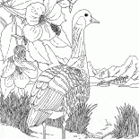 Goose au bord du lac