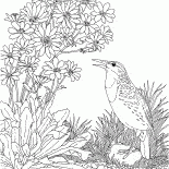 Alouette eurasienne