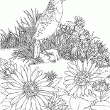 Skylark sur la chasse