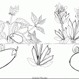 Aubergines et des haricots