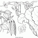 Laitue, les pois et les haricots