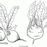 Betteraves et chou-rave