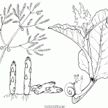 Asperges et de la rhubarbe