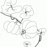 La croissance initiale de citrouille