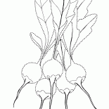 Radis