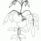 Tomate sur le lit de jardin