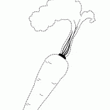 Carotte