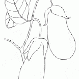 Aubergine