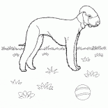 Bedlington terrier